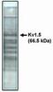 Potassium Voltage-Gated Channel Subfamily A Member 5 antibody, PA1-12656, Invitrogen Antibodies, Western Blot image 
