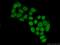 General Transcription Factor IIIC Subunit 4 antibody, 17653-1-AP, Proteintech Group, Immunofluorescence image 