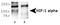 HIF1-alpha antibody, NB100-131, Novus Biologicals, Western Blot image 