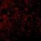 TNF Receptor Superfamily Member 17 antibody, NBP1-76774, Novus Biologicals, Immunocytochemistry image 