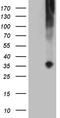 TNF Superfamily Member 4 antibody, LS-C793962, Lifespan Biosciences, Western Blot image 