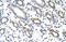 KH RNA Binding Domain Containing, Signal Transduction Associated 3 antibody, A06622, Boster Biological Technology, Immunohistochemistry paraffin image 