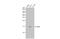 AIF1 antibody, GTX632426, GeneTex, Western Blot image 