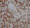 Copine-3 antibody, FNab01928, FineTest, Immunohistochemistry paraffin image 