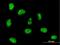 High Mobility Group Box 1 antibody, H00003146-M04, Novus Biologicals, Immunocytochemistry image 
