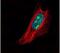 TSPY Like 1 antibody, PA5-22056, Invitrogen Antibodies, Immunofluorescence image 