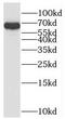 SH2 Domain Containing 3A antibody, FNab07822, FineTest, Western Blot image 