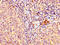 Lymphocyte Activating 3 antibody, LS-C369895, Lifespan Biosciences, Immunohistochemistry paraffin image 