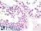 TRNA Methyltransferase 2 Homolog A antibody, LS-B9992, Lifespan Biosciences, Immunohistochemistry paraffin image 