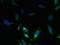 Solute Carrier Family 17 Member 3 antibody, LS-C396523, Lifespan Biosciences, Immunofluorescence image 