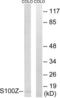 S100 Calcium Binding Protein Z antibody, LS-C120272, Lifespan Biosciences, Western Blot image 