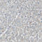 Norrin antibody, HPA003095, Atlas Antibodies, Immunohistochemistry frozen image 