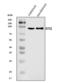 Glycogen Synthase 1 antibody, A03512-3, Boster Biological Technology, Western Blot image 