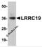 Leucine Rich Repeat Containing 19 antibody, 5643, ProSci, Western Blot image 