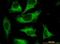 Calpastatin antibody, H00000831-M03, Novus Biologicals, Immunofluorescence image 