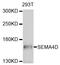 Semaphorin 4D antibody, abx136046, Abbexa, Western Blot image 