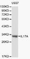 IL-17 antibody, LS-B13072, Lifespan Biosciences, Western Blot image 