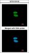 Actinin Alpha 4 antibody, LS-C186290, Lifespan Biosciences, Immunocytochemistry image 