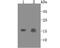 GABA Type A Receptor-Associated Protein antibody, A01907-1, Boster Biological Technology, Western Blot image 