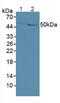 Growth/differentiation factor 6 antibody, MBS2027804, MyBioSource, Western Blot image 