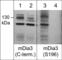 Diaphanous Related Formin 2 antibody, DP4511, ECM Biosciences, Western Blot image 