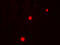 NADPH Oxidase 1 antibody, 7921, ProSci Inc, Immunofluorescence image 