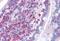 Formin Binding Protein 1 antibody, MBS244833, MyBioSource, Immunohistochemistry paraffin image 