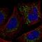 SNF2 Histone Linker PHD RING Helicase antibody, HPA034950, Atlas Antibodies, Immunofluorescence image 