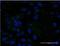 Apolipoprotein C3 antibody, H00000345-M06, Novus Biologicals, Immunofluorescence image 