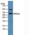 CD25 antibody, MBS2026637, MyBioSource, Western Blot image 