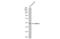 G Protein-Coupled Receptor Class C Group 5 Member C antibody, GTX108193, GeneTex, Western Blot image 