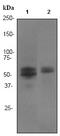 RUNX Family Transcription Factor 1 antibody, ab92336, Abcam, Western Blot image 