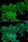 TNF Superfamily Member 13 antibody, A1237, ABclonal Technology, Immunofluorescence image 