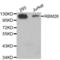 RNA Binding Motif Protein 26 antibody, abx004607, Abbexa, Western Blot image 