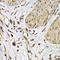 ISG15 Ubiquitin Like Modifier antibody, LS-C331326, Lifespan Biosciences, Immunohistochemistry frozen image 