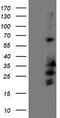 Receptor expression-enhancing protein 2 antibody, LS-C173760, Lifespan Biosciences, Western Blot image 