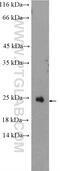 Retina And Anterior Neural Fold Homeobox 2 antibody, 11466-1-AP, Proteintech Group, Western Blot image 