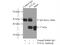 Transcription Elongation Factor A1 antibody, 17825-1-AP, Proteintech Group, Immunoprecipitation image 