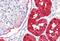 Dopa Decarboxylase antibody, MBS243119, MyBioSource, Immunohistochemistry paraffin image 