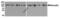 Vinculin antibody, PM-7811, ProSci, Western Blot image 