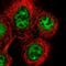 Zinc Finger Protein 69 antibody, PA5-55696, Invitrogen Antibodies, Immunofluorescence image 