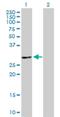 ATPase H+ Transporting V1 Subunit E2 antibody, H00090423-B01P, Novus Biologicals, Western Blot image 