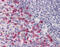 CD53 Molecule antibody, 51-412, ProSci, Immunohistochemistry frozen image 