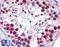 RLP24 antibody, LS-B6227, Lifespan Biosciences, Immunohistochemistry frozen image 