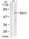 SHC Adaptor Protein 1 antibody, 79-412, ProSci, Western Blot image 