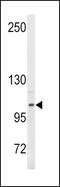 Autotaxin antibody, MBS9213445, MyBioSource, Western Blot image 