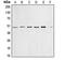 Cyclin E1 antibody, LS-C351952, Lifespan Biosciences, Western Blot image 