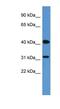 Olfactory receptor OR6-13 antibody, NBP1-69041, Novus Biologicals, Western Blot image 