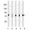 Dynamin 1 Like antibody, F53236-0.4ML, NSJ Bioreagents, Western Blot image 