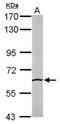 SRP Receptor Subunit Alpha antibody, NBP1-32421, Novus Biologicals, Western Blot image 